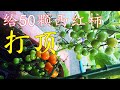 50颗西红柿/番茄打顶, 什么时候打顶？留多少穗？随便撒一把种子就能长