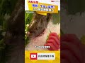 獨家》生猛上菜秀！比目魚突瞪眼張口 網嚇：差點聽見牠問「魚肉好吃嗎？」