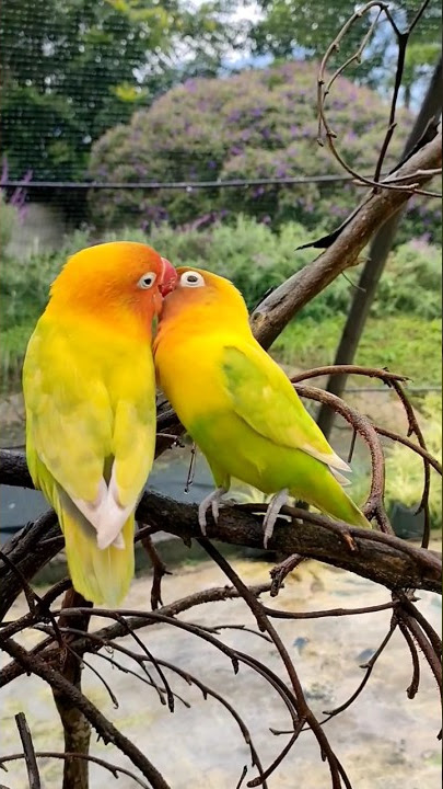 Lihat Burung Pacaran Bikin Baper Beginilah Aksinya #shorts #lovebirds #burungkicau #burunggacor