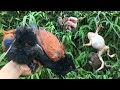 Bẫy bìm bịp bằng mồi cóc hiệu quả Dính ngay 3 con chim già / Săn Bắt và Trải Nghiệm