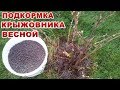 КРЫЖОВНИК ЗАВАЛИТ ВАС КРУПНЫМИ И СЛАДКИМИ ЯГОДАМИ, ЕСЛИ ВЫ   ПОДКОРМИТЕ  ВЕСНОЙ ЕГО ВО ВРЕМЯ ,ЭТИМ..