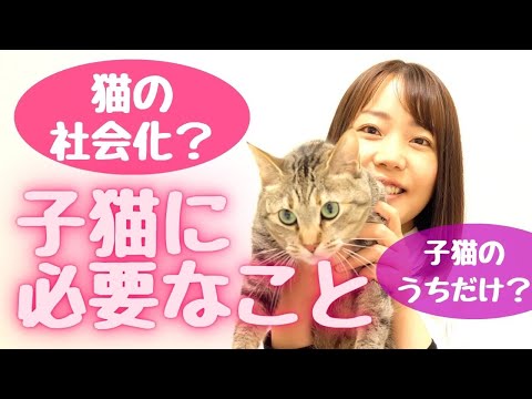 子猫の社会化トレーニング｜失敗しない7つのステップ