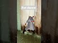 Rat dance 🐀🐁🐭