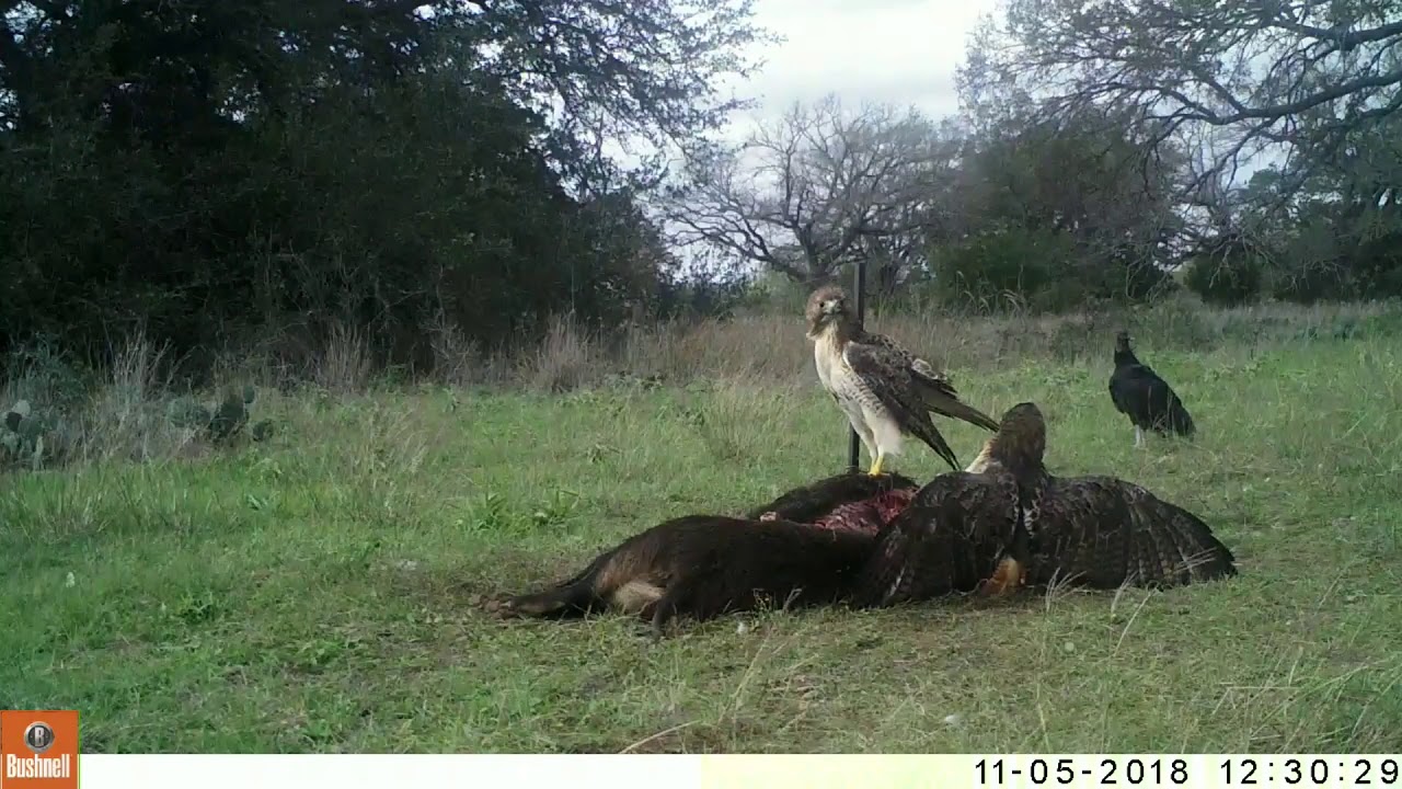 black vultures lyrics Texas Trail Cams Feral Pig Carcass Scavenged Nov. 5, 2018