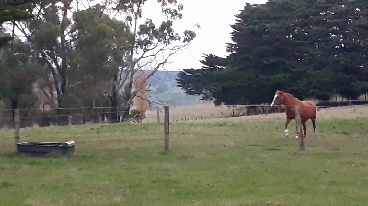 life on the farm with Joanne (kangaroos in Frosty'...