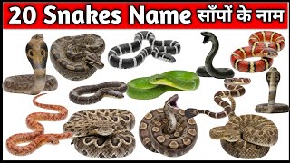 20 साँपों के नाम | 20 Snakes Names for Kids | Learn Wild Animals in English | Snake Learning Video