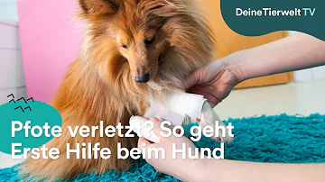 Was tun wenn Hund Ballen aufgerissen hat?