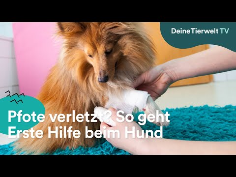 Pfote verletzt? So geht Erste Hilfe beim Hund