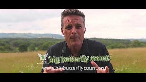 How to take part in the Big Butterfly Count