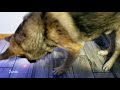 German shepherd playing with a laser pointer