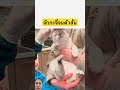 ยิ่งแรงยิ่งสั่น #cat #smilesmile #shortvideo #pets #animals #youtubeshorts #cutecat #love