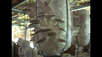 Hướng dẫn quy trình chăm sóc và nuôi, trồng nấm sò.