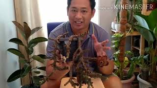 Edithcolea grandis
