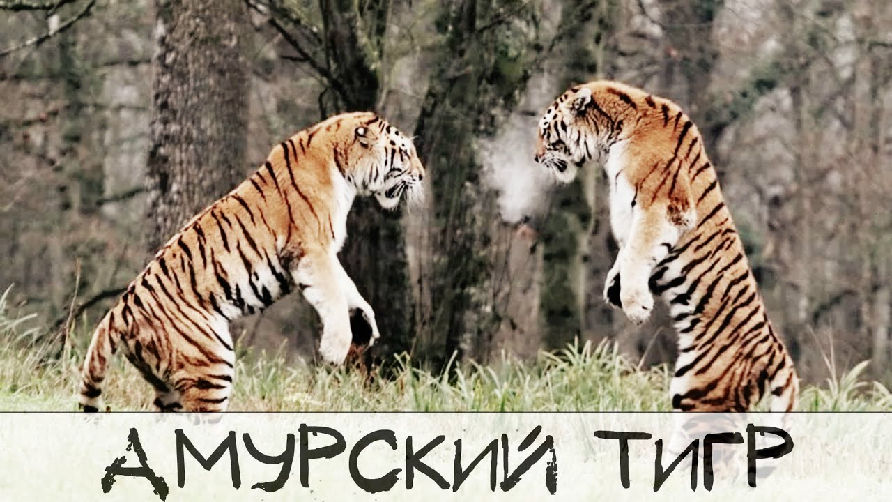 Уссурийский тигр и медведь. Уссурийский тигр vs Лев. Тропой Уссурийского тигра. Амурский тигр против секача.