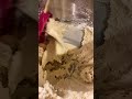 Chocolate chip cookie dough filling #chocolate #chocolate... #Shorts #savannahmoses92