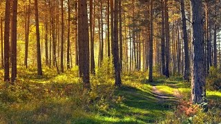 Jaanus Terasmaa - What are Ecosystem Services