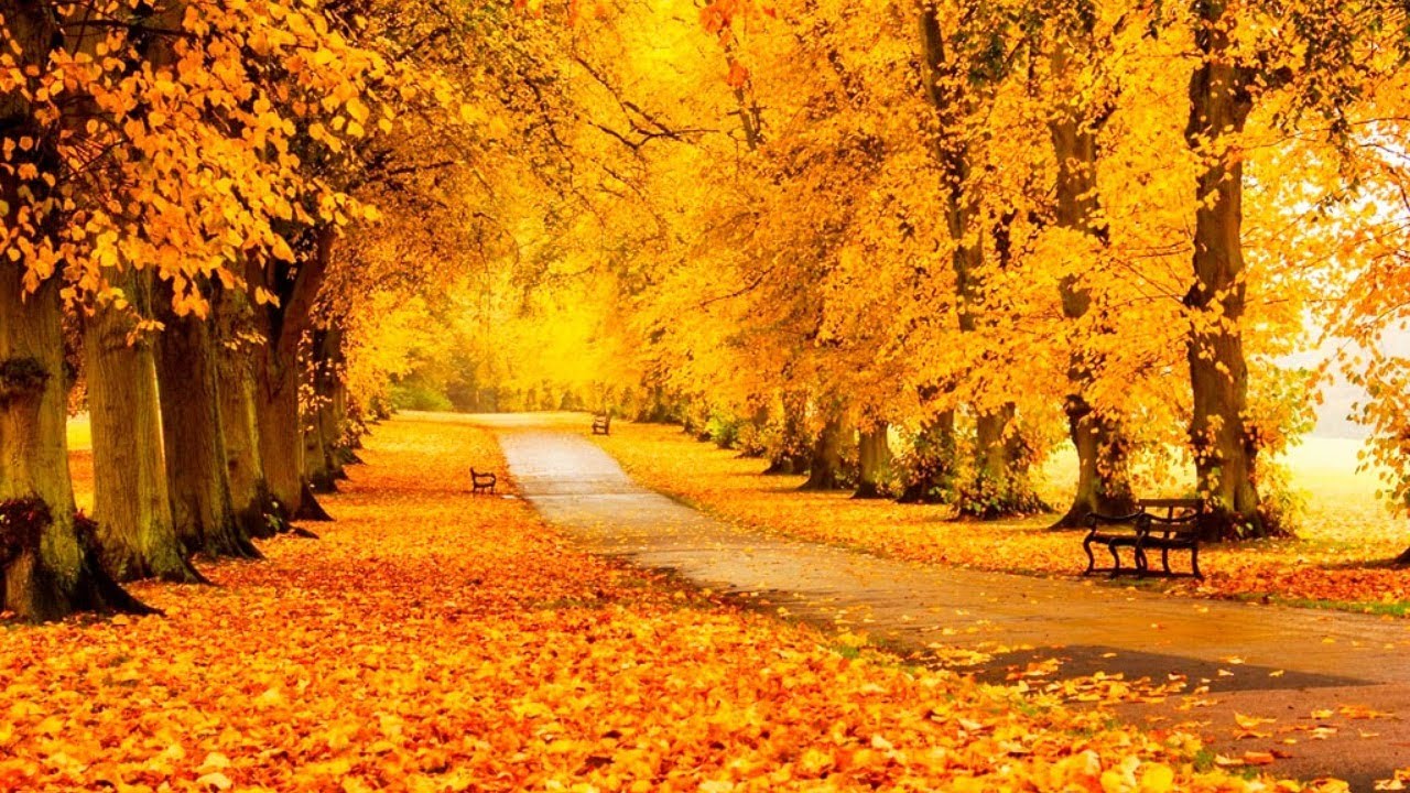 ОСЕНЬ, ОСЕНЬ, ЛЕС ОСТЫЛ И ЛИСТЬЯ СБРОСИЛ - YouTube