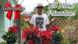 All About Poinsettias & Giveaway❤️✨?S:2,Ep.21//Ultimate Gardening