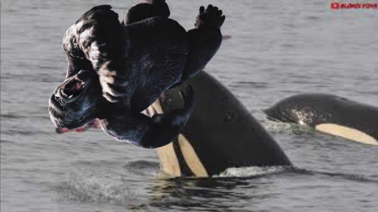 Killer Whale Vs Gorilla Youtube 