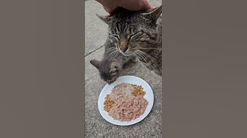 Feral cats Monet, Mini-Raven, and Kitty get breakfast with The Food Lady. #feralcats #catlady #cats