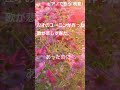 ユーミンの隠れた名曲【晩夏】を歌ってみた #shorts  #ピアノ #ユーミン #荒井由実 #晩夏 #ひとりの季節 #コスモス畑