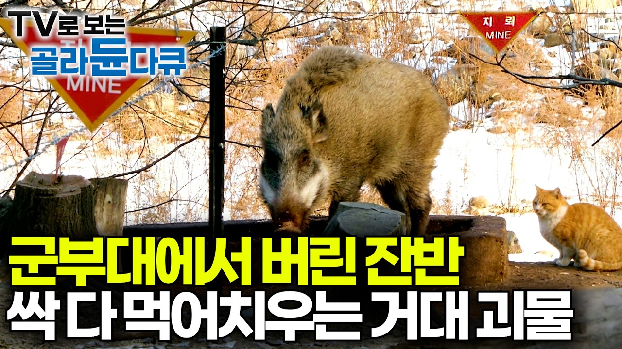 200kg 괴물 멧돼지의 등장. 북한 코앞 지뢰밭에 음식물 버렸더니 찾아온 들짐승｜하나뿐인 지구｜#골라듄다큐