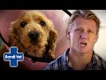 Dog With Massive Wound Like a Shark Bite!!! | Full Episode | E34 | Bondi Vet