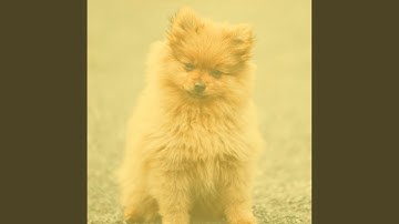 Pulsating Ambiance for Calm Pups