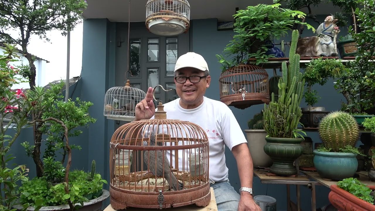 THÚ VUI CHƠI CU GÁY . CÁCH HUẤN LUYỆN  LÀM THÚ CƯNG . CU KHÁCH !