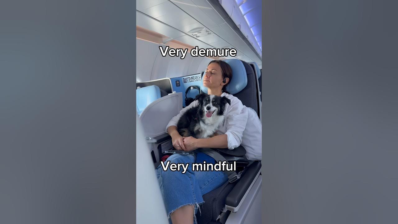 How To Take A Dog To Europe How To Take A Dog To Europe