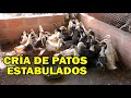 CRÍA DE PATOS ESTABULADOS