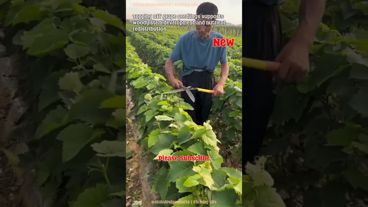 Topping grape seedlings aids stem growth 🍇🌱 