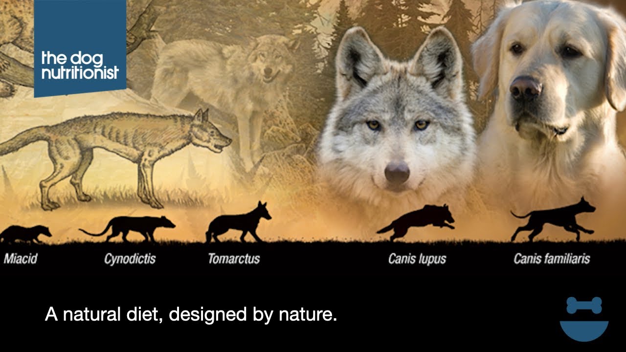 Natural diets for dogs, what are they? Dog Nutrition Lessons Ep 5