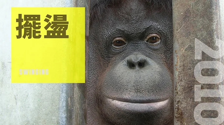 淪落到台灣的每一隻紅毛猩猩，在人類飼養環境下，也衍生出種種糾葛，至目前仍無法平復｜紀錄觀點 【擺盪】｜正版線上看 - 天天要聞