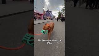 Muzzled by law not by choice… 🔥 #xlbully #bullybreed #doglover #dog