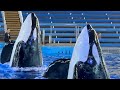 Orca Encounter (Full Presentation) Jan 7, 2024 - SeaWorld San Antonio