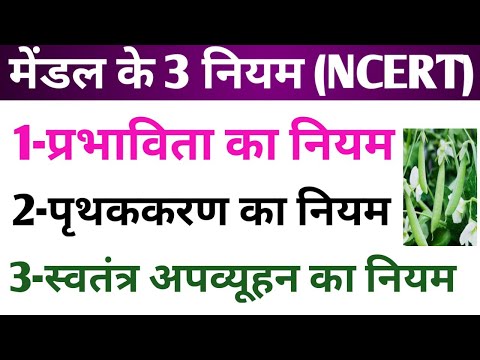 मेंडल के आनुवंशिकता का नियम।। प्रभाविता का नियम पृथ्वीकरण, स्वतंत्र अभियान का नियम।।