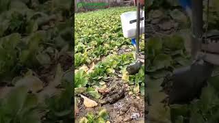 Alat Pemupukan Sederhana