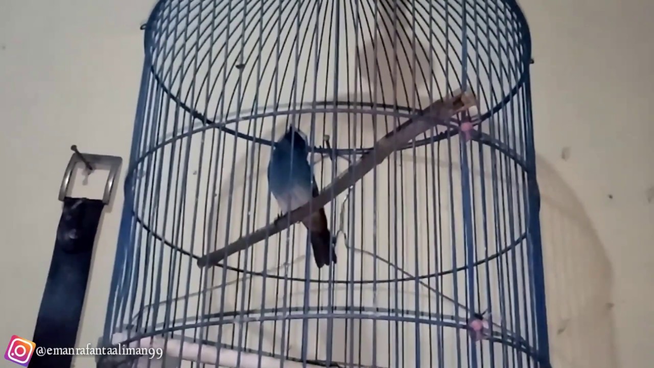 Burung Selendang biru cocok buat yang malas bunyi #pancingan ampuh