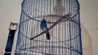 Download Lagu Burung Selendang biru cocok buat yang malas bunyi #pancingan ampuh MP3