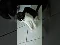 lagi liat apa cing serius amat🤔 #trendingshorts #kucing #kucinglucu #cats