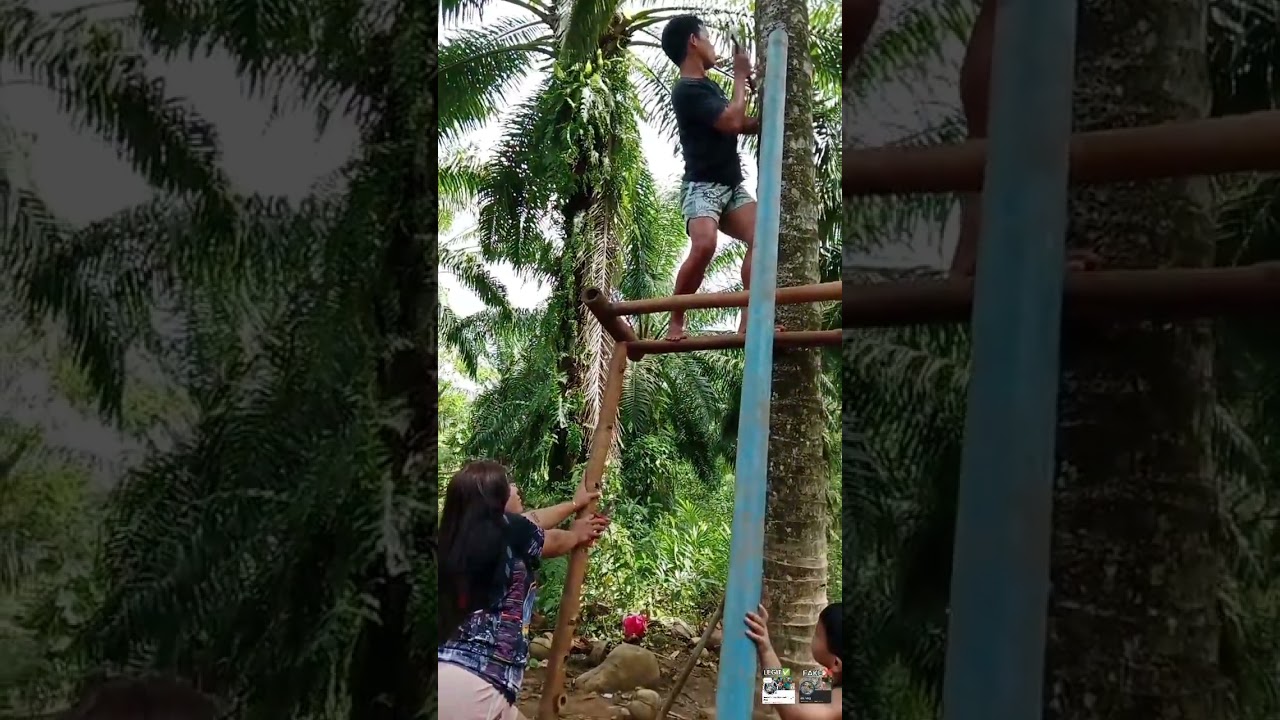 Guniti man sakto rose 