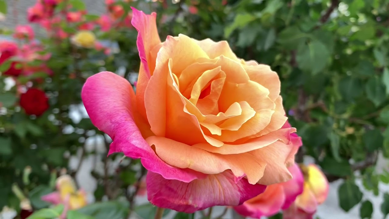 Voiceover - flow of random thoughts for sleep