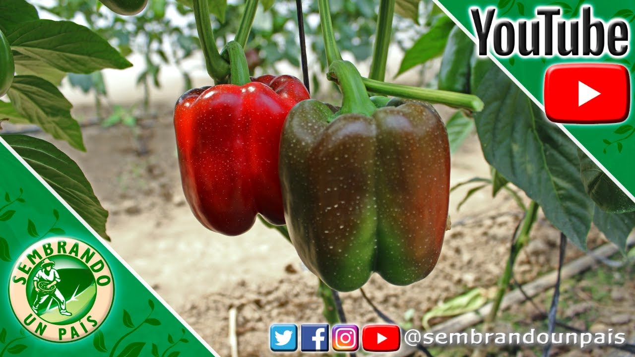 ¿Quieres Sembrar Pimentón o Pimiento? - Requerimientos. Parte#1