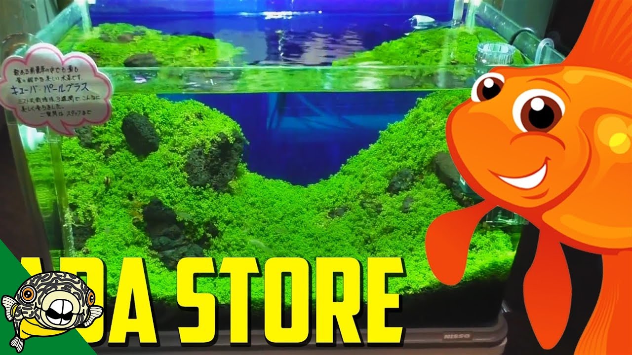 INCREDIBLE Planted Aquarium Store in Japan YouTube