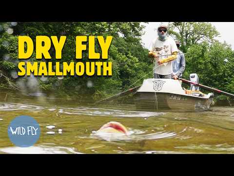 CRAZY Topwater Fly Fishing Action Bass Feeding Like Trout 