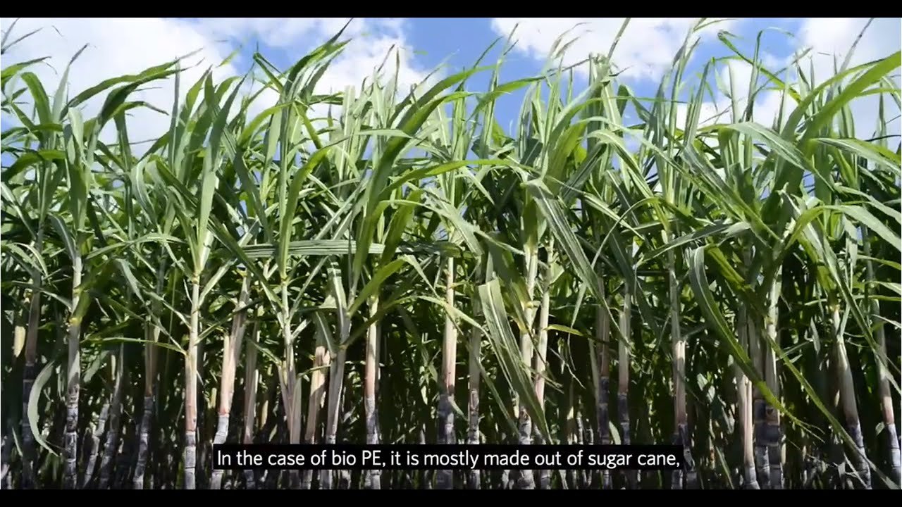 Bio-based materials | Amcor’s seven sustainability options explained