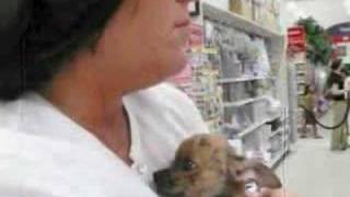 Rosie O Donnell is fan Chihuahuas FOR SALE 404 484-5813