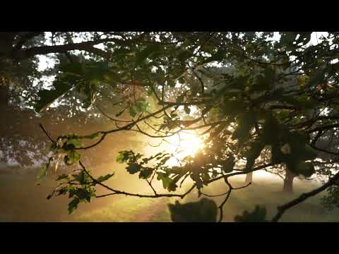Trees, Fog, Forest, Light, Sun, Sunrise footage video