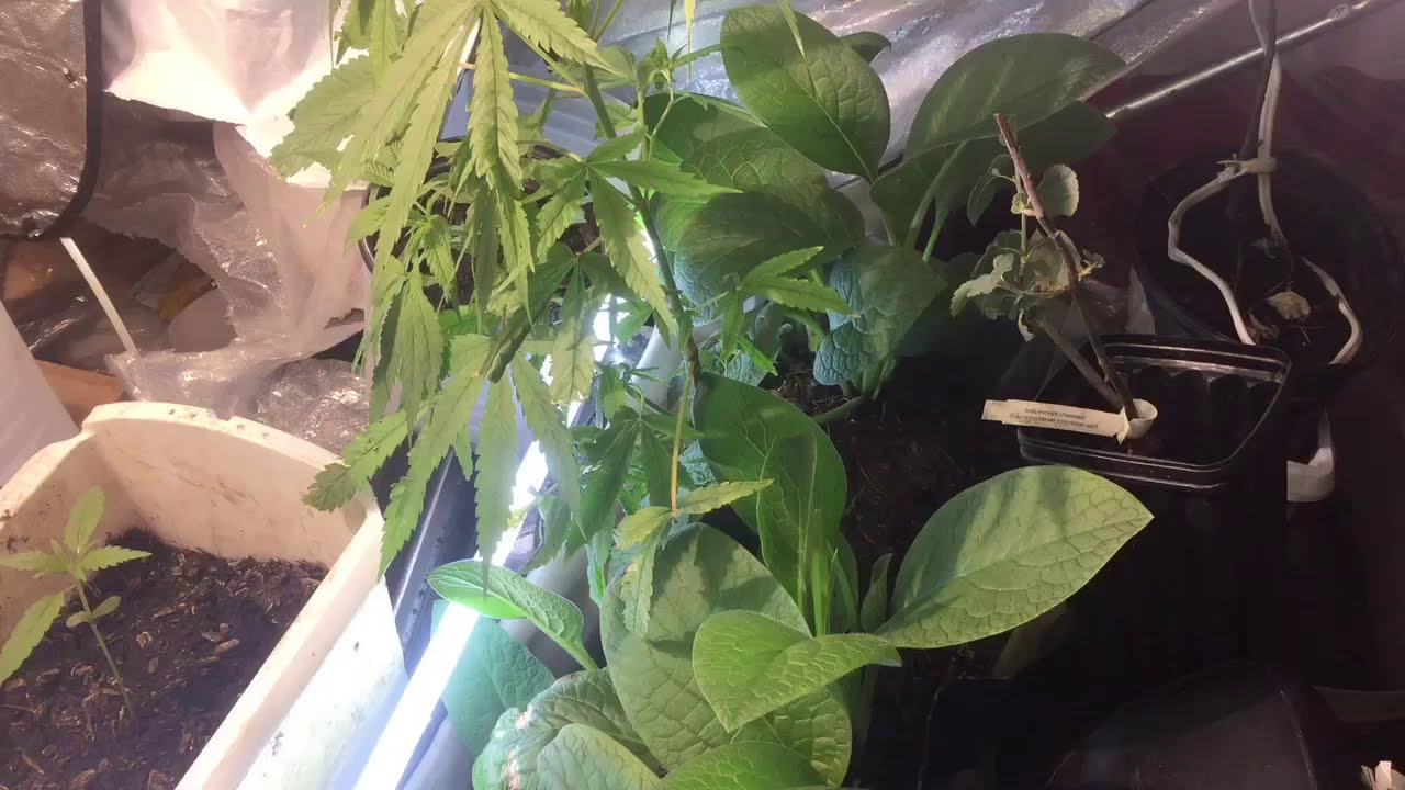 Cannabis grow my heirloom red weed 420 organic genetic